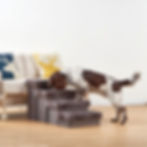 Charcoal gray pet stairs with a dog climbing up to a couch, providing safe and easy access for pets.